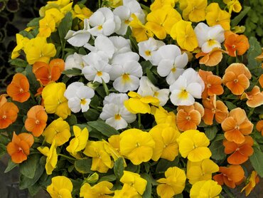 Viola Citrus Mixed Six Pack