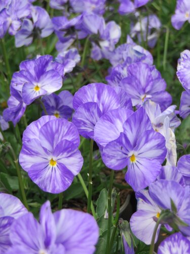 Viola Columbine 1 Litre