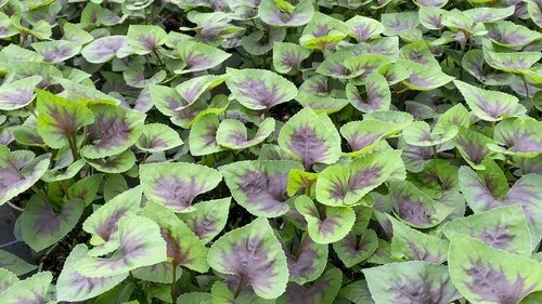 Viola Cornuta Heartthrob 9cm