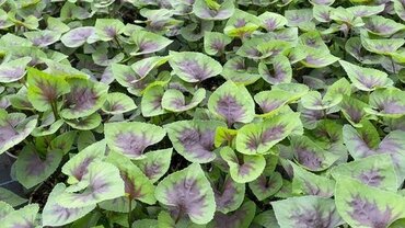 Viola Cornuta Heartthrob 9cm