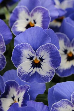 Viola Delft Blue Six Pack