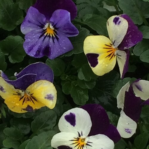 Viola Duet Mixed Six Pack