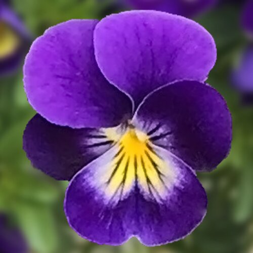 Viola Endurio Blue Face 6 Pack