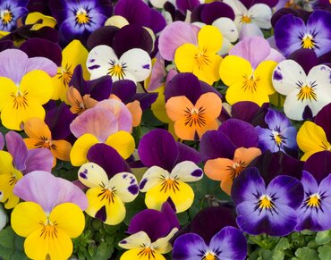 Viola Endurio Mix 6 Pack