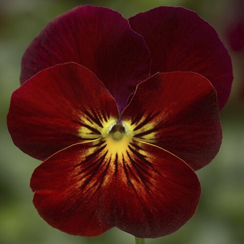 Viola Endurio Red Flare 6 Pack