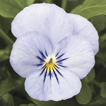 Viola Endurio Sky Blue Martien 6 Pack