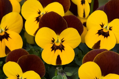 Viola Endurio Yellow with Red Wing 6 Pack