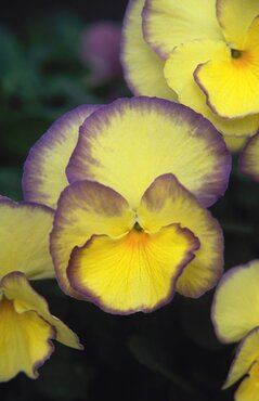 Viola Etain 1 Litre