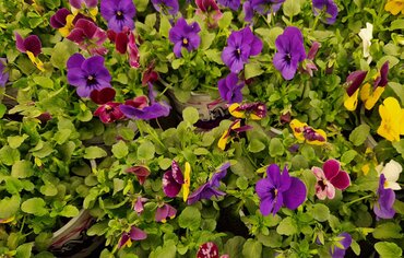 Viola Festival Colours 12cm - image 1