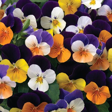 Viola Festival Colours 12cm - image 3