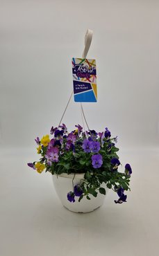 Viola Festival Hanging Basket 27cm - image 1