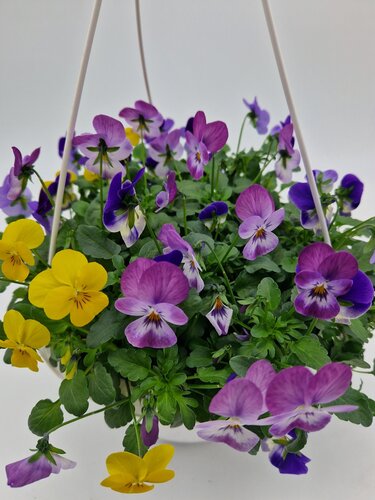 Viola Festival Hanging Basket 27cm - image 2