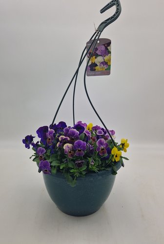 Viola Hanging Basket