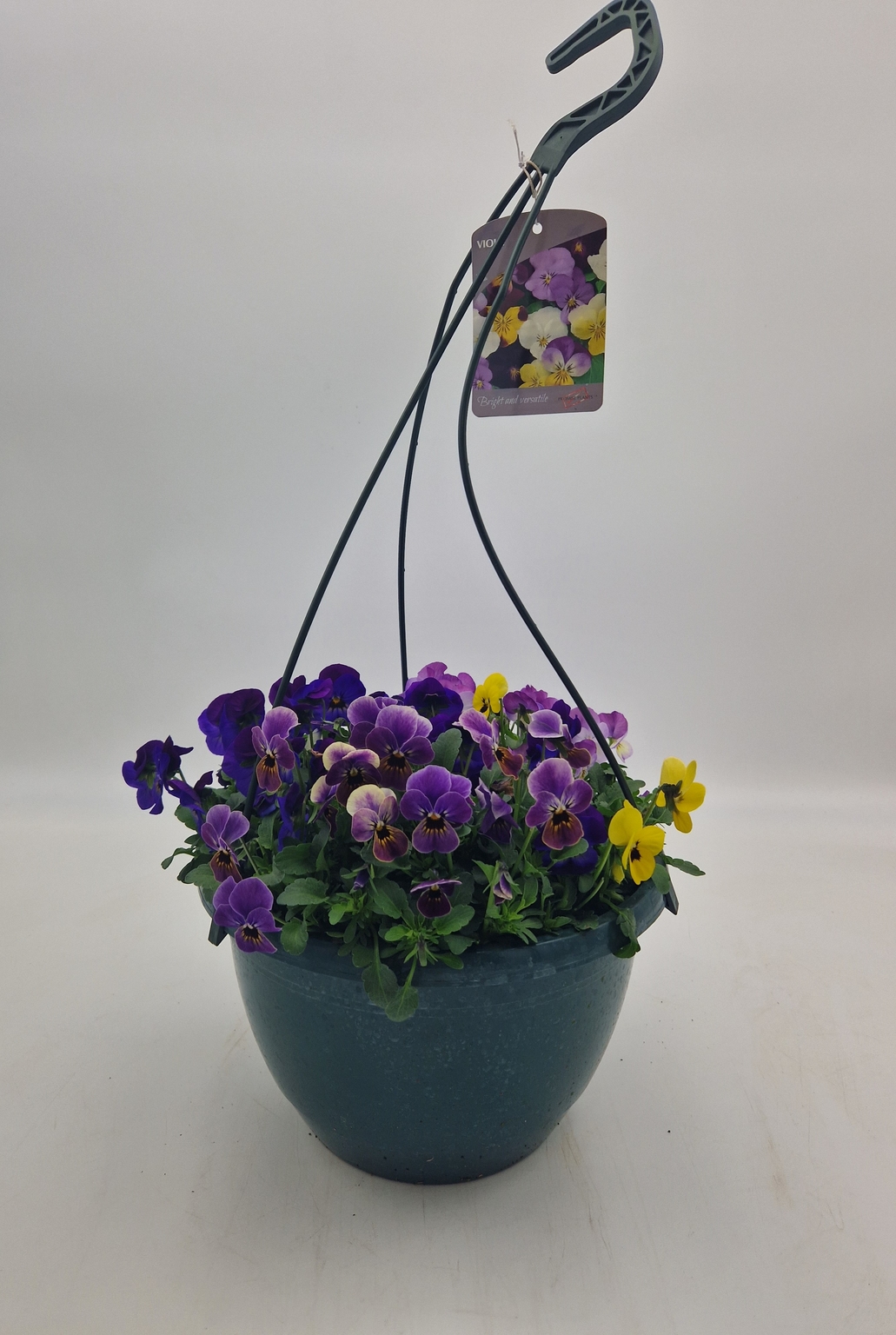 Viola Hanging Basket Stewarts Garden Centre