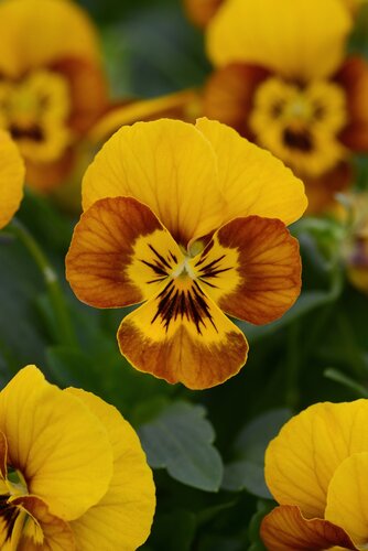Viola Honeybee Six Pack