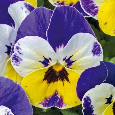 Viola Jolly Face Six Pack