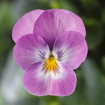 Viola Lavender Pink Face 6 Pack
