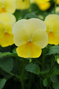 Viola Lemon Chiffon Six Pack