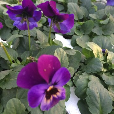 Viola Midnight Glow Six Pack