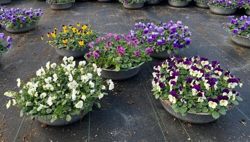 Viola Mix Zinc Planter 29cm