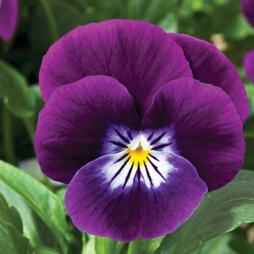 Viola Purple Face Six Pack