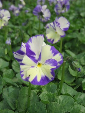 Viola Rebecca 1 Litre