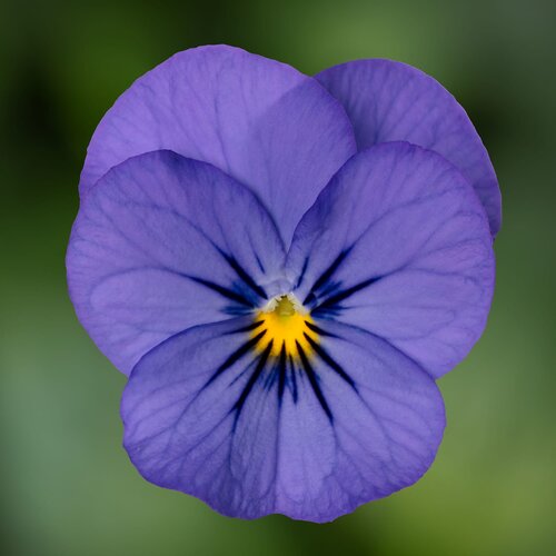 Viola Rocky Blue Picotee 6 Pack