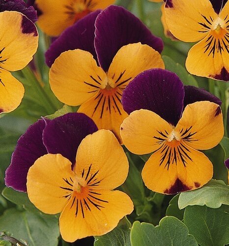 Viola Rocky Orange with Purple Wing 6 Pack