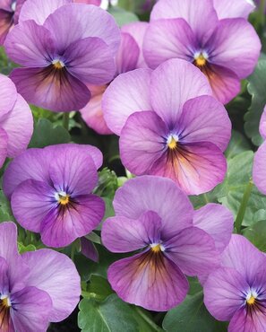 Viola Rocky Plum Antique 6 Pack