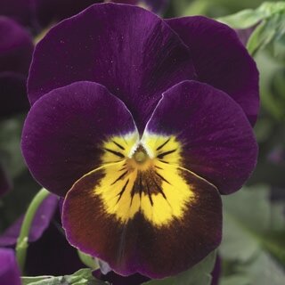 Viola Rocky Violet Tiger Face 6 Pack
