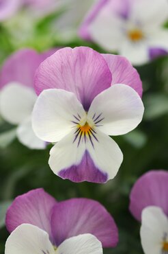 Viola Rocky White with Rose Wing 6 Pack