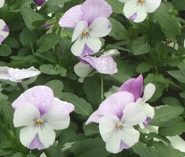 Viola Rocky White with Rose Wing 6 Pack