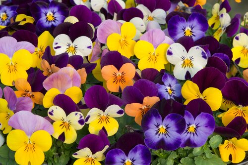 Viola Trailing Mixed Jumbo Six Pack