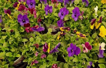 Viola Trio 1 Litre