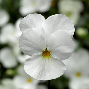 Viola White 6 Pack