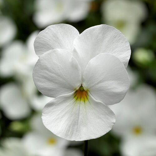 Viola White Six Pack
