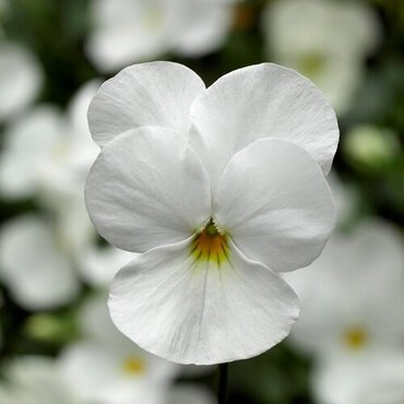 Viola White Six Pack