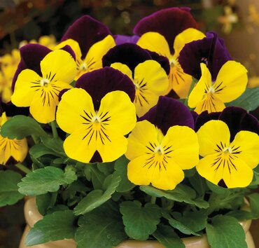Viola Yellow & Purple 6 Pack