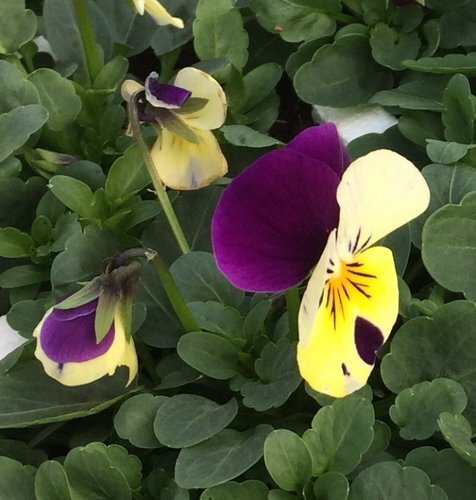 Viola Yellow & Purple 6 Pack