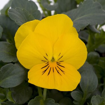 Viola Yellow Six Pack