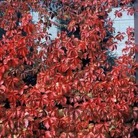 Virginia Creeper