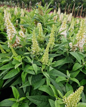 Vitex Agnus Castus Alba 3 Litre