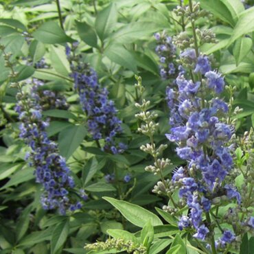 Vitex Agnus Castus Latifolia 3 Litre