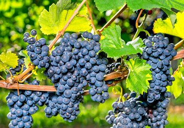 Vitis Cabernet Sauvignon 3 Litre