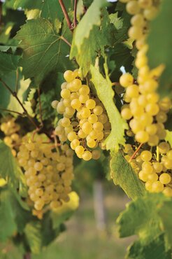 Vitis Chardonnay 3 Litre