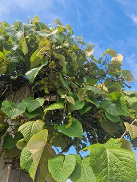 Vitis Coignetiae 1.5m on Trellis 20 Litre