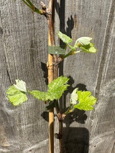 Vitis Merlot 3 Litre