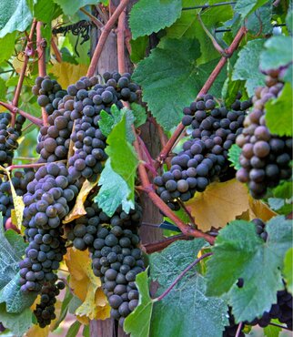 Vitis Muscat De Hambourg 3 Litre