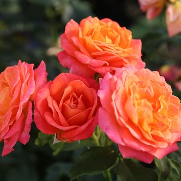 Volcano Bush Rose 3 Litre - image 1