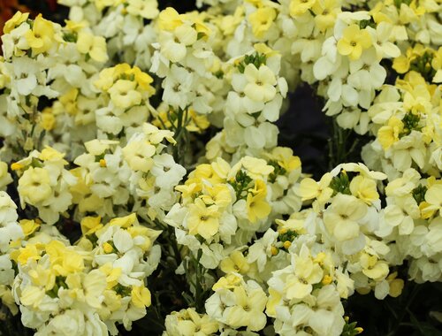 Wallfllower Sugar Rush Primrose 1 Litre